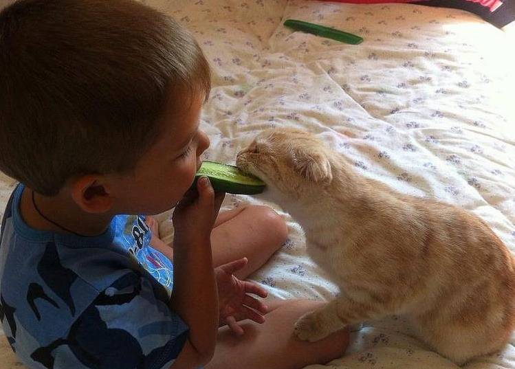 고양이에게 오이를 줘보자! | 인스티즈