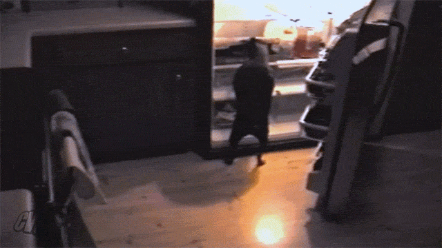 사람 음식이 먹고 싶은 댕댕이들 | 인스티즈