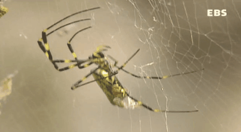 거미줄에 걸린 장수말벌 | 인스티즈