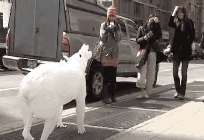 도로 한복판에서 짖는 개.gif | 인스티즈