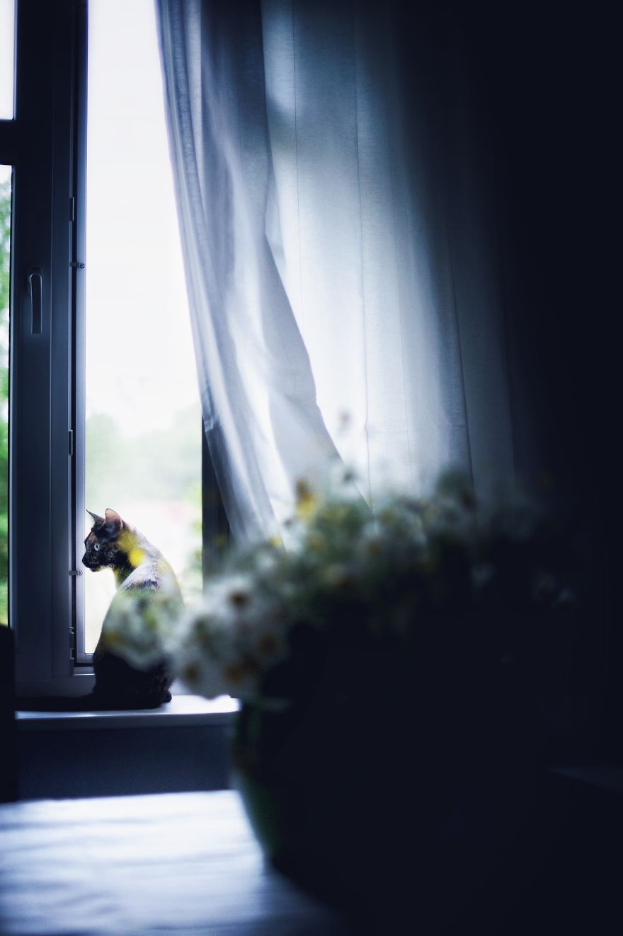 고양이의 사계절...jpg | 인스티즈