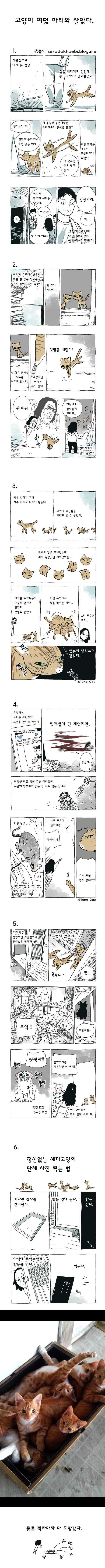 고양이 여덟마리와 살았다 | 인스티즈