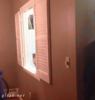 아이컨택을 즐기는 고양이 .gif | 인스티즈