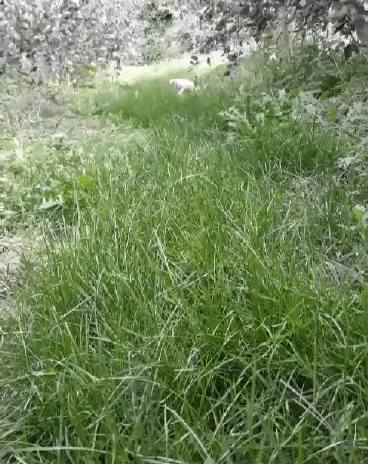 풀숲을 뛰어노는 짱절미.gif | 인스티즈