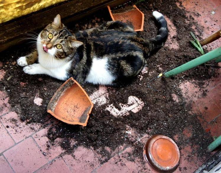 동물 키우는 집에서 화분관리를 잘해야 하는 이유 | 인스티즈