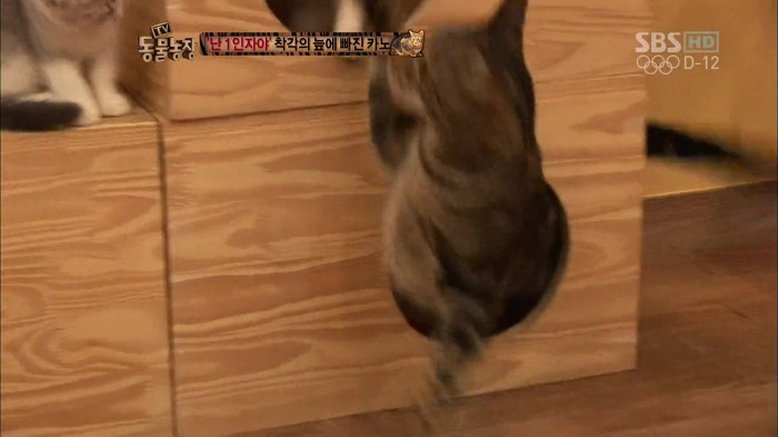 흥미로운 고양이들의 세계 | 인스티즈