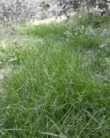 풀숲을 뛰어노는 짱절미.gif | 인스티즈