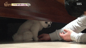 누가봐도 사자임 아무튼 사자임.gif | 인스티즈