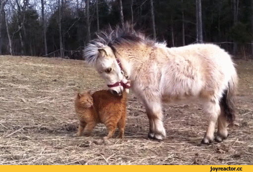 세계에서 제일 작은 말 | 인스티즈