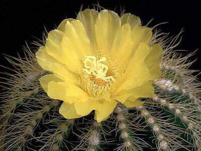 선인장 꽃 | 인스티즈