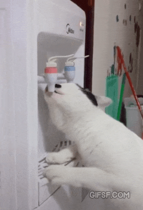 고양이는 손을 잘 쓴다.gif | 인스티즈