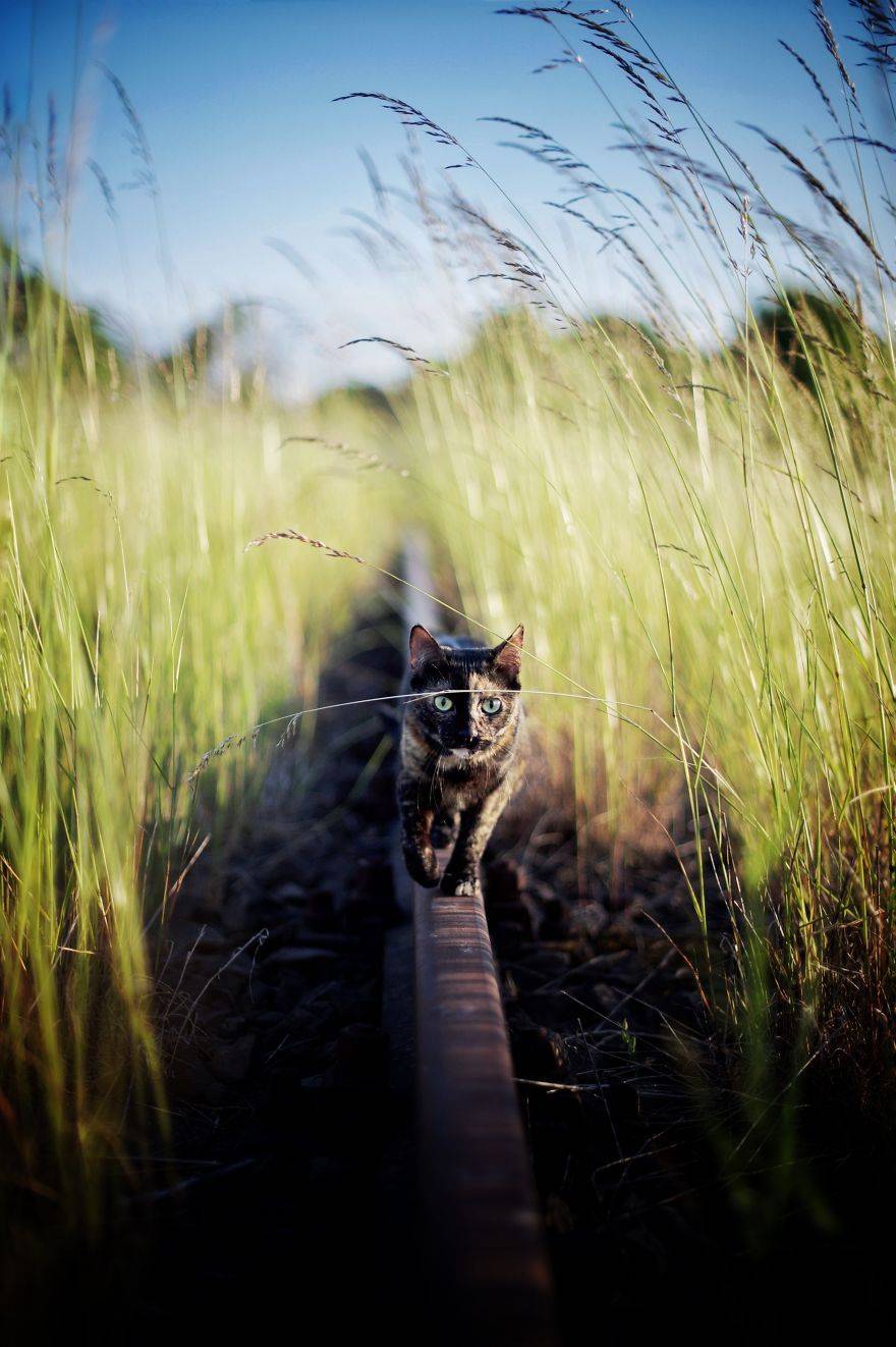 고양이의 사계절...jpg | 인스티즈