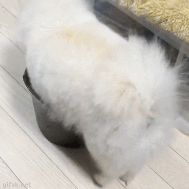 귀엽 .GIF | 인스티즈