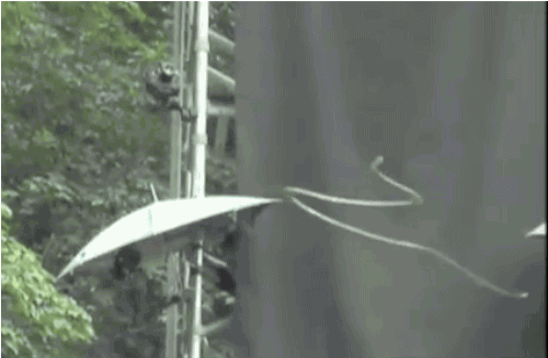 날아다니는 뱀 | 인스티즈