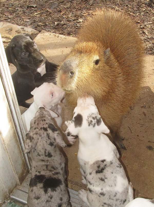 친화력 쩌는 동물.jpg | 인스티즈