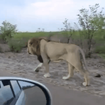 사자 관찰.gif | 인스티즈