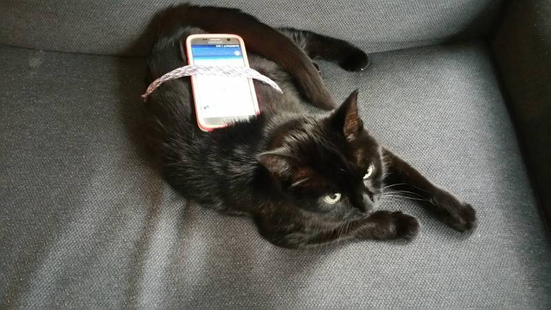 외국의 흔한 포켓몬 대리모 | 인스티즈