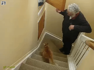 고민하던 고양이 뛰어서 들어감.gif | 인스티즈