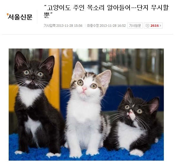 고양이 지능 재평가 | 인스티즈