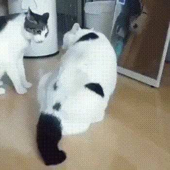 냥이들 | 인스티즈