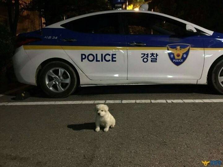 경찰서를 지키는 강아지.jpg | 인스티즈