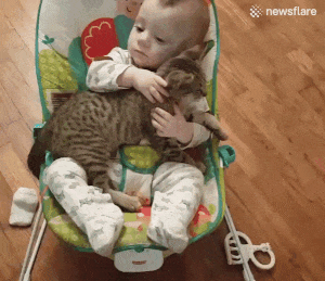 냥이들 | 인스티즈