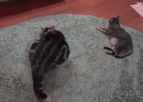 냥이들 | 인스티즈