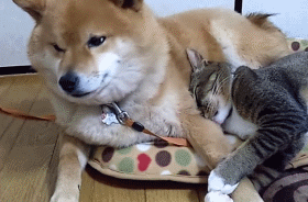 시바견과 고양이 | 인스티즈