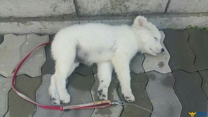 경찰서를 지키는 강아지.jpg | 인스티즈