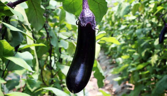 호불호 심히 갈리는 채소.jpg | 인스티즈