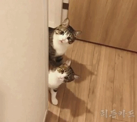 냥이들 | 인스티즈