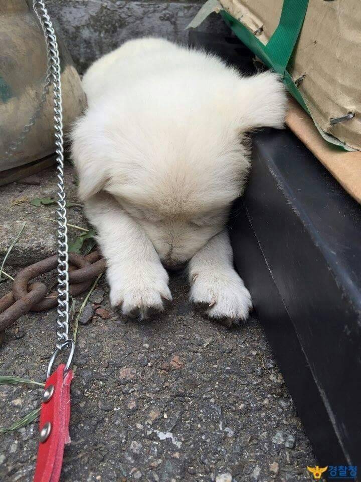 경찰서를 지키는 강아지.jpg | 인스티즈