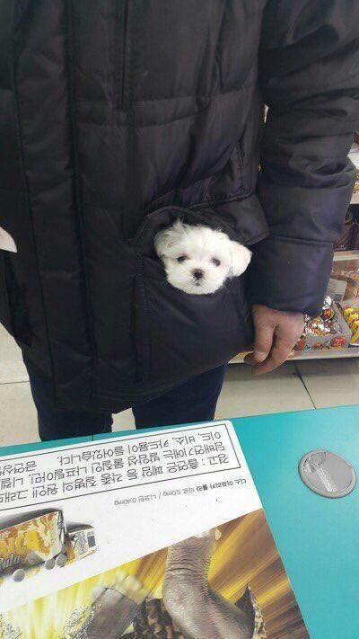 하나도 안귀여운 강아지들 | 인스티즈