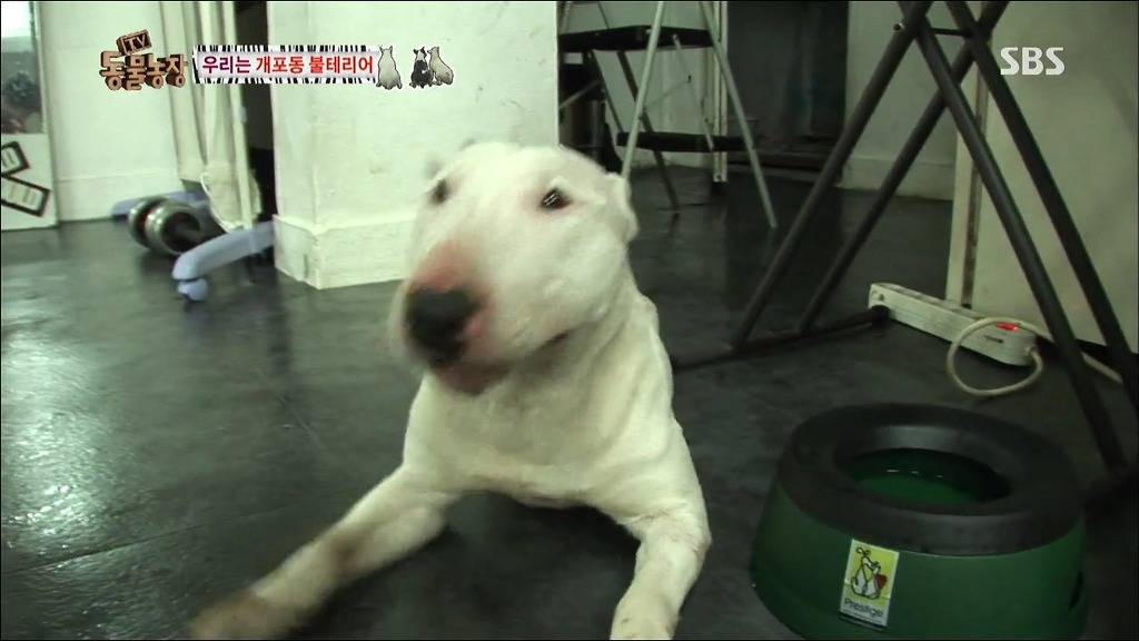 주인이 100프로 노린 개 이름.jpg | 인스티즈