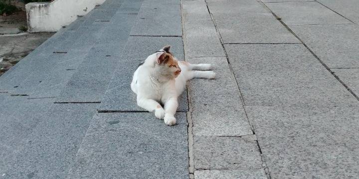 평화로운 고양이 모습.jpg | 인스티즈