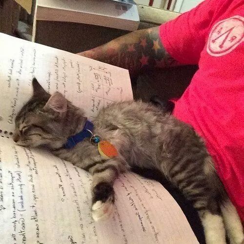 집사들의 시험성적이 안좋은 이유.jpg | 인스티즈