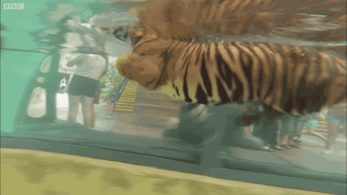 수중 동물 호랑이 | 인스티즈