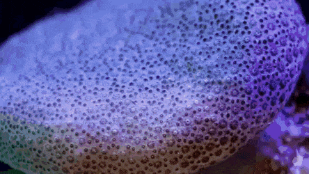 환공포증) 산호가 피어나는 장면 | 인스티즈