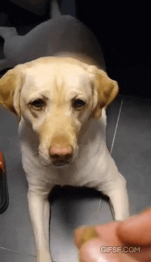 댕댕이 표정 슬로우 모드 | 인스티즈