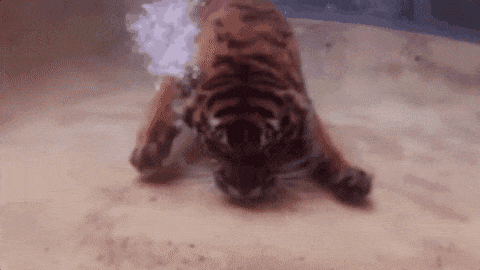 수중 동물 호랑이 | 인스티즈