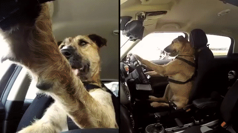 운전하는 개님.gif | 인스티즈