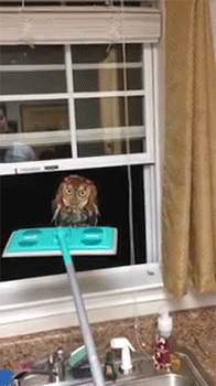 집에 부엉이가 들어와서...gif | 인스티즈