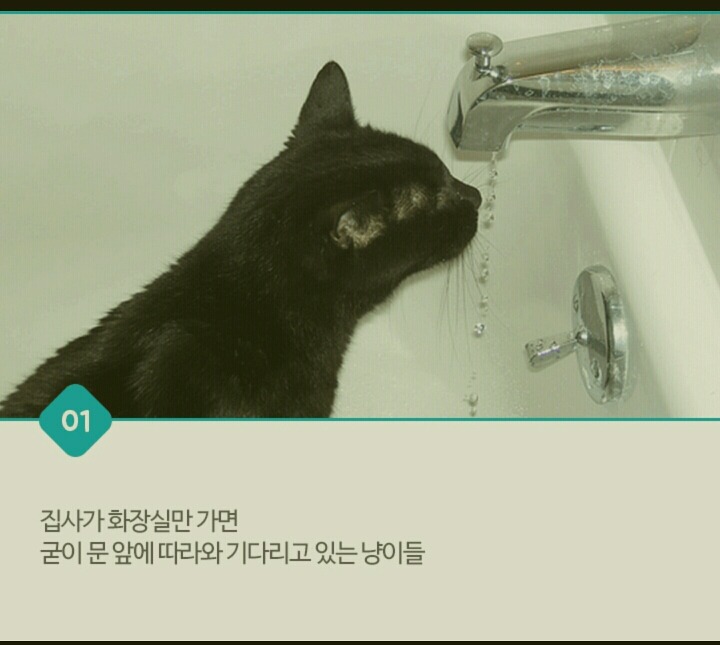 고양이가 화장실 문앞에서 기다리는 이유 | 인스티즈