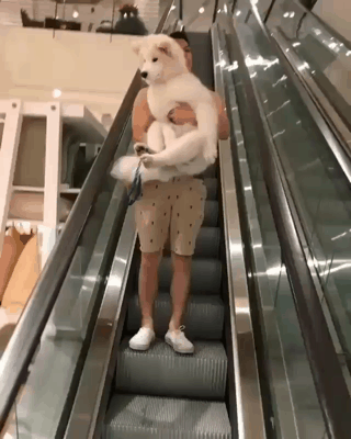 덩치는 큰데 겁이많은 사모예드 | 인스티즈