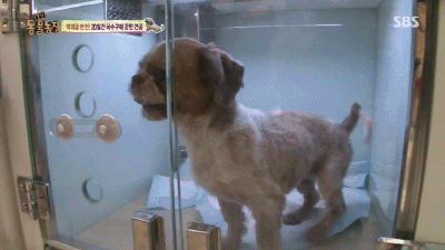 강아지가 잃어버린 주인을 다시 만났을 때.gif | 인스티즈