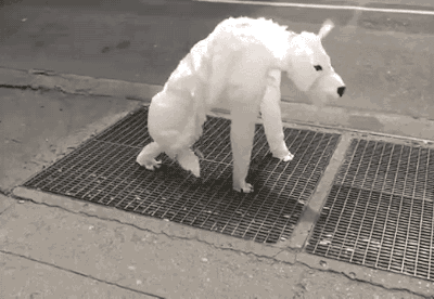 도로 한복판에서 짖는 개.gif | 인스티즈