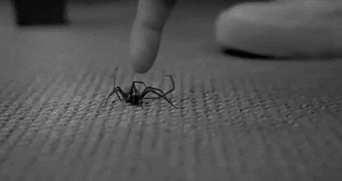 사람들이 거미를 무서워하는 이유.gif | 인스티즈