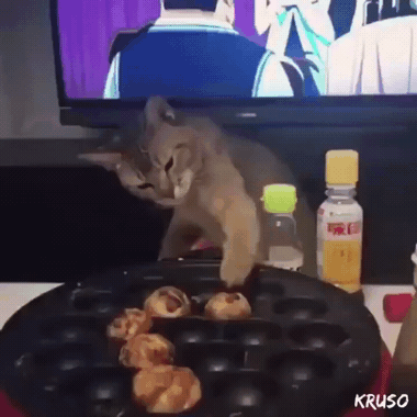 타코야끼 굽는 고양이 | 인스티즈