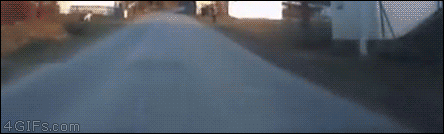 댕댕이와 산책하는 주인.gif | 인스티즈