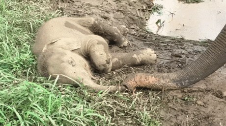 잠 자는 아기 코끼리와 | 인스티즈
